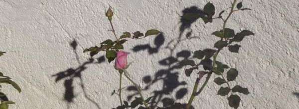 Instants d'automne