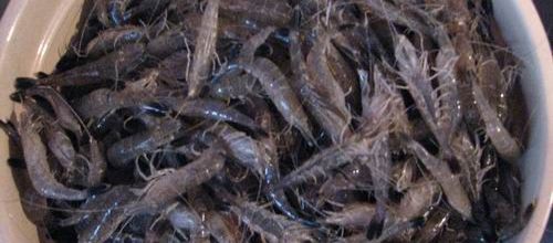 crevette