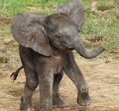 Rungwe, le petit éléphant d'Afrique
