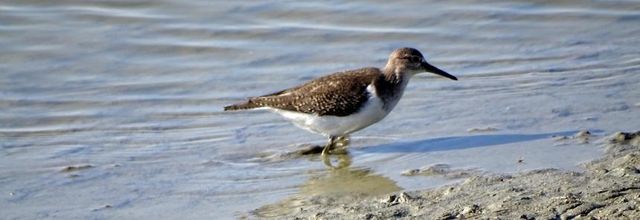 Les oiseaux dans  le marais breton en septembre 2022