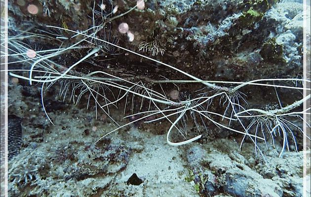 Belle brochette de langoustes (Panulirus versicolor) pour le repas du soir ! - Spot Antsoha (Rocher 4ème Frère) - Tsarabanjina - Mitsio - Madagascar