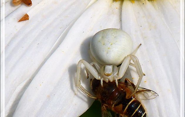 Araignée crabe Thomise variable (Misumena vatia) - Lartigau - Milhas - 31