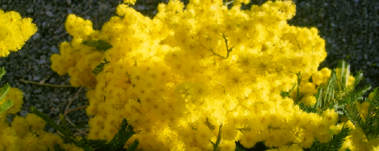 Mimosa 2014