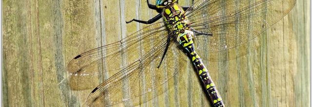 Aeschne Bleue (1) - Aeshna cyanea