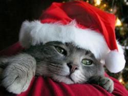 Cadeau de fin d'année de la Vie Des Chats