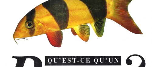 Quoi sont poissons ?