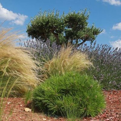 Massif Méditerranéen : des Plantes Résistantes pour un Jardin Sec