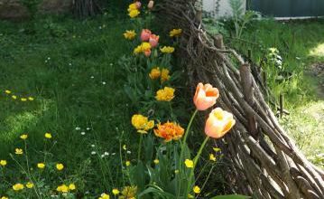 les belles sauvageonnes : le grand bouton d'or