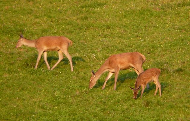 Faune des Pyrénées (Images de mon ancien blog, année 2008)