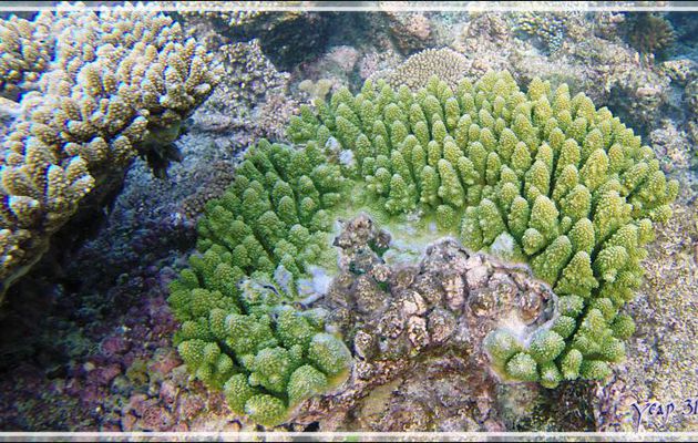 Corail Acropore digitiforme vert, Green Finger-acropora coral (Acropora humilis) - Snorkeling à Thudufushi - Atoll d'Ari - Maldives