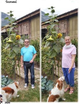 Tournesol "Lilliputien"