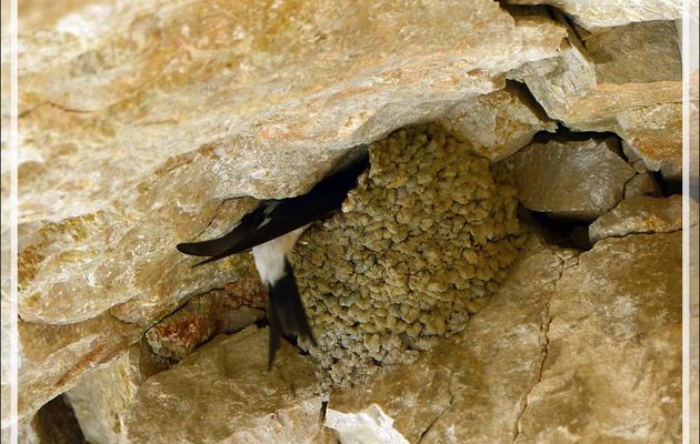 Hirondelle de fenêtre (Delichon urbicum) - Congost de Mont-Rebei - Aragon/Catalogne - Espagne
