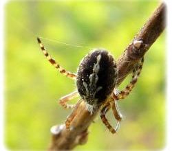Aculepeira ceropegia, l'épeire feuille de chêne