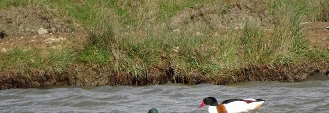 Canard souchet 2022