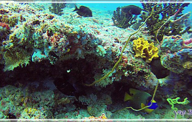 Plongée assez décevante sur le spot Panettone Kandu - Atoll d'Ari - Maldives