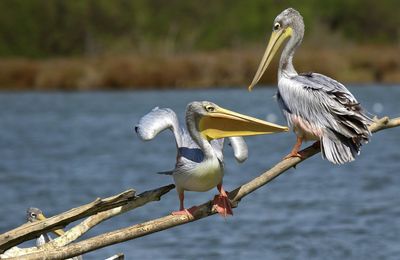 Atterrissage de Pélican gris