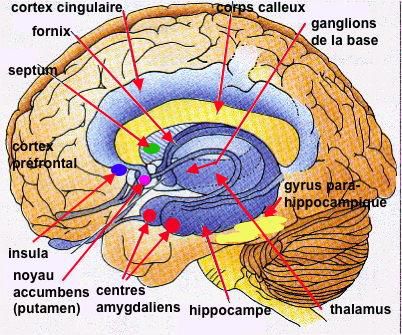 Notre cerveau émotionnel.