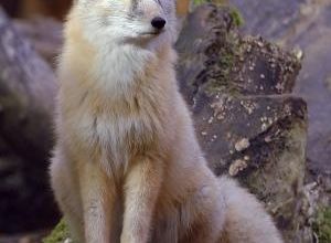 Le renard corsac