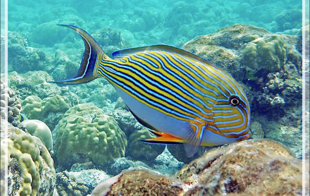 Le sublime Poisson Chirurgien clown, Chirurgien à lignes bleues, Chirurgien zèbre, Lined surgeonfish (Acanthurus lineatus) - Moofushi - Atoll d'Ari - Maldives