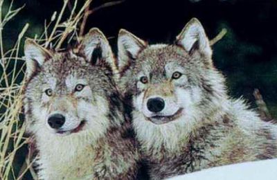 Le loup et l'homme: une question de survie! 