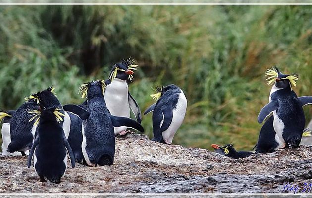 Gorfous de Moseley - Nightingale Island - Tristan da Cunha