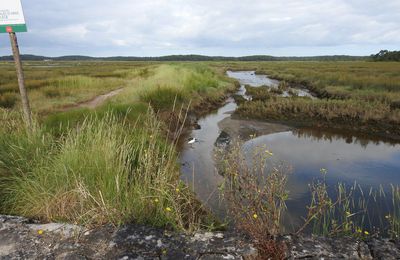EB - Aigrette garzette - juillet 2024...