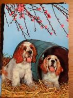 Zoziaux transformés en pochette Eskale