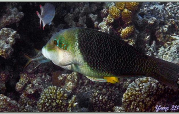 Labre ou Tamarin bicolore (Hemigymnus melapterus) - Praslin - Seychelles
