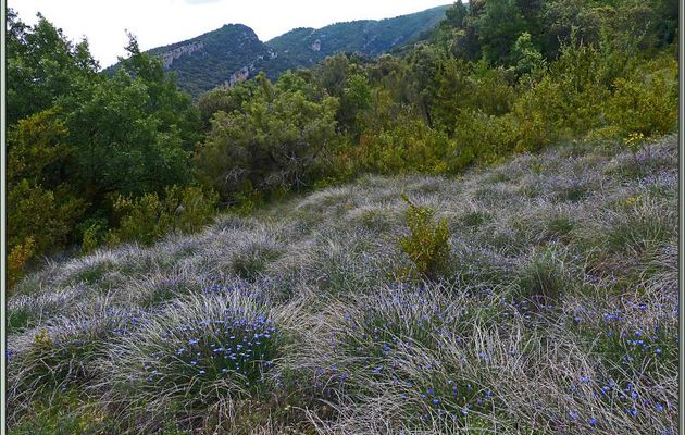 Randonnée au Congost de Mont-Rebei : Aphyllante de Montpellier ou Bragalou (Aphyllanthes monspeliensis) - Aragon/Catalogne - Espagne