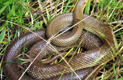 La couleuvre d'Esculape, Zamenis longissimus