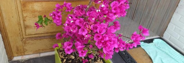 Les fleurs de Maggy