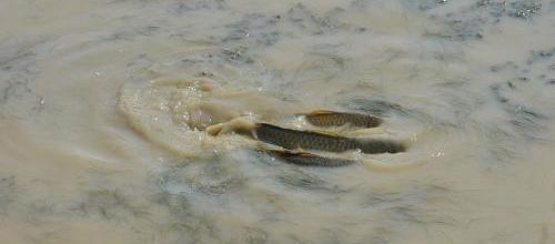 ... poissons... frai...!