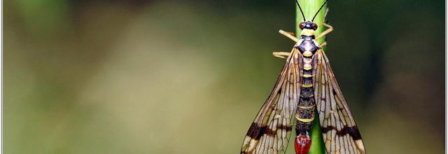 Mouche Scorpion (2) - Panorpe / Panorpa