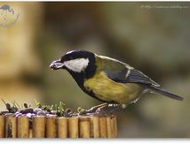 Mésange charbonnière - Parus major