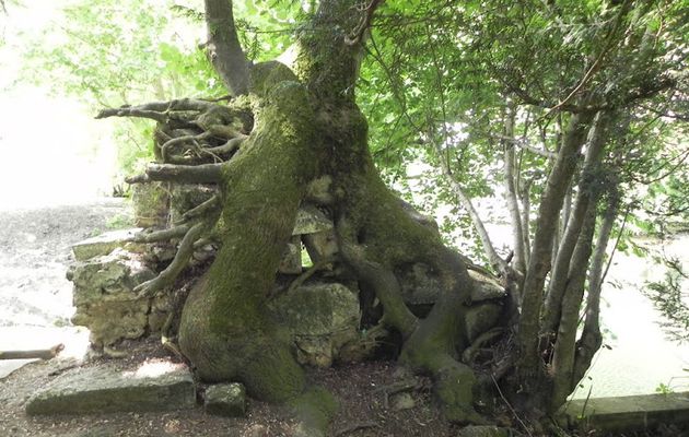 ARBRES SPACE