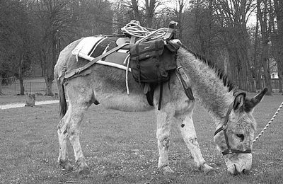 Le Pet de l'âne
