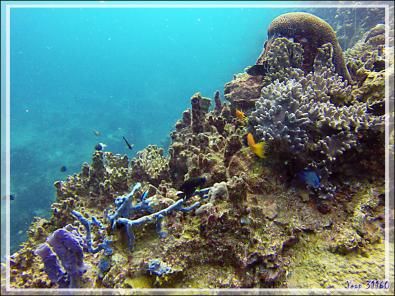 Quelques beautés sous-marines présentées en vrac - Nosy Tsarabanjina - Archipel des Mitsio - Madagascar