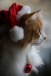 PETITES ATTENTIONS