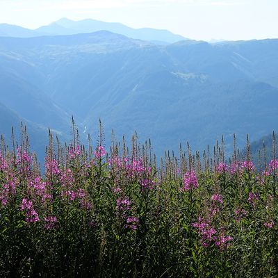 Un matin de Juillet au Col des Champs