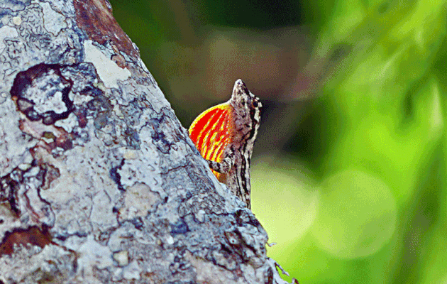 Animation gif : Lézard Anole brun (Anolis sagrei ?) - Inkaterra Hacienda Concepcion - Puerto Maldonado - Pérou