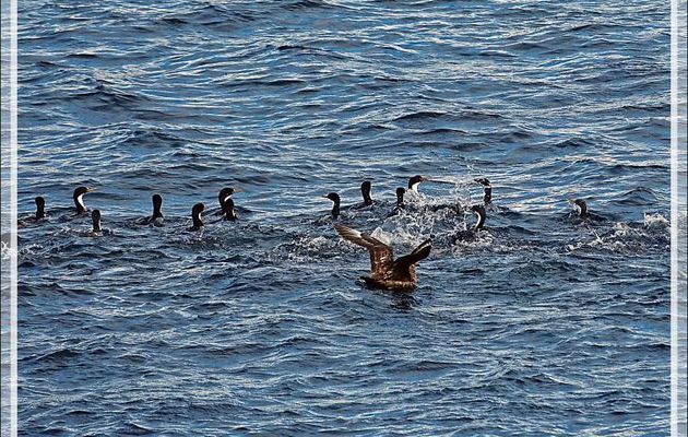 Pendant le changement de lieu de mouillage, nous pouvons observer des oiseaux marins, Cormorans et Pétrels entre autres - New island - Falkland (Malvinas, Malouines) - Grande-Bretagne