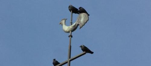 ... de la compagnie pour ce pauvre coq...