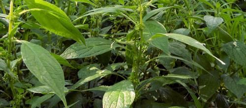 Parietaria officinalis  -  pariétaire officinale