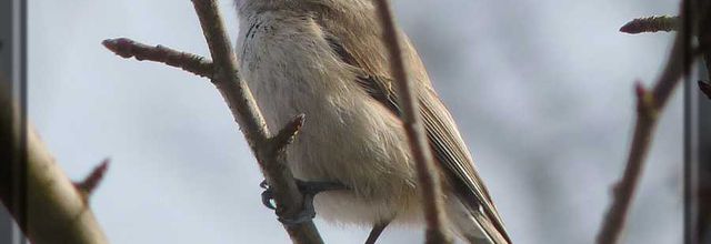 Mésange fourmi