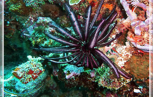 Comatule de Schlegel, Variable bushy feather star, Schlegel's feather star (Comaster schlegelii) - Moofushi - Atoll d'Ari - Maldives