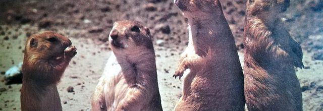 Chiens des prairies