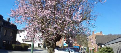 Cerisiers en fleurs