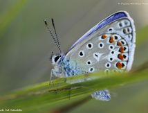 Azuré commun - Polyommatus icarus