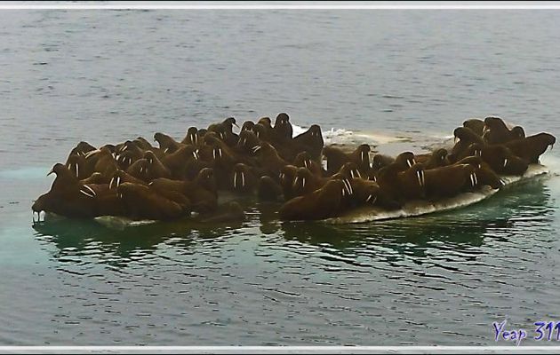 Débandade chez les Morses, Walrus (Odobenus rosmarus) - Mer des Tchouktches - Alaska