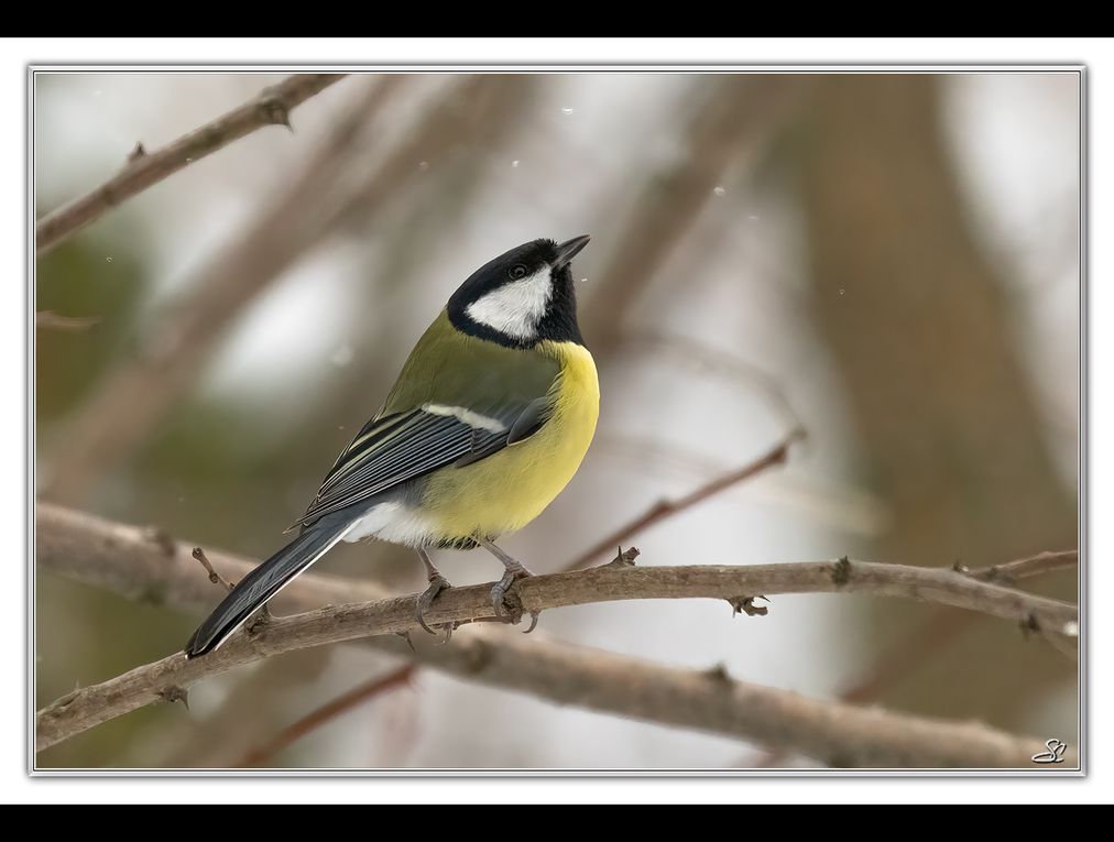 01 - Oiseaux